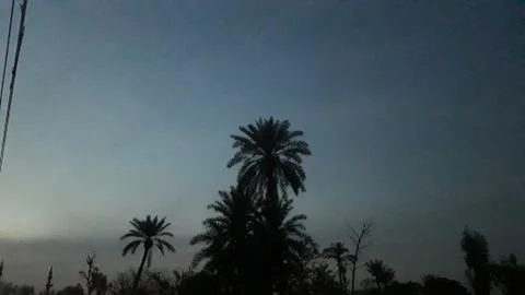 This is evening time and palms tree are shown Stock Photos