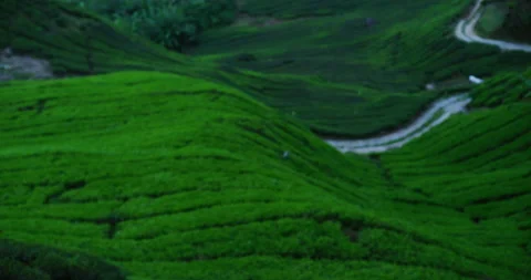Evening Time At The BOH Tea Plantation in Cameron Highlands, Malaysia Stock Footage 150794952