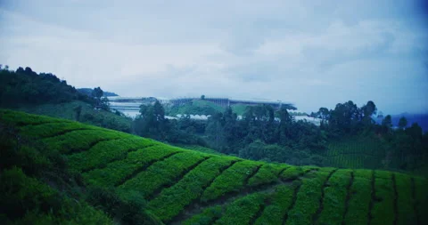 Evening Time At The BOH Tea Plantation in Cameron Highlands, Malaysia Stock Footage 150802127