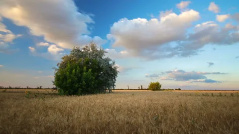 Evening time-clock tree on the wheat field Stockbeeldmateriaal 92336114