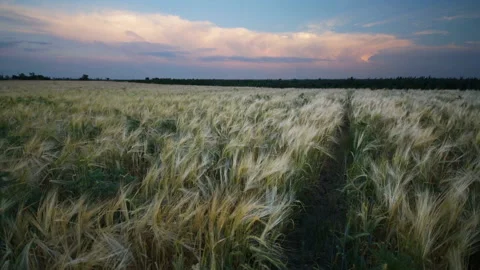 Evening time-clock on the wheat field Stock Footage 92336135