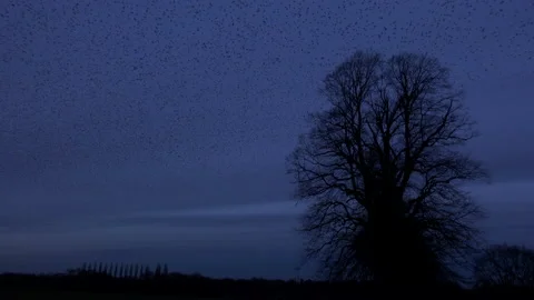 Evening time flock of starlings flying in the evening light England UK 4K 스톡 동영상 147987521