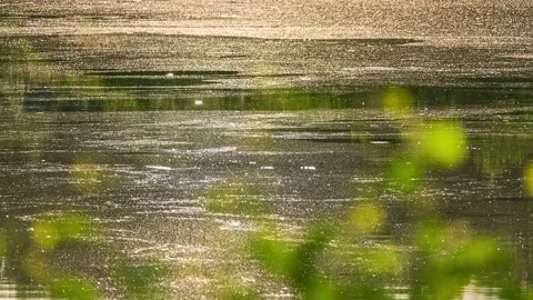 Evening time with setting sun. Summer nature. Water in lake is lit by rays of Stock Footage 194139350
