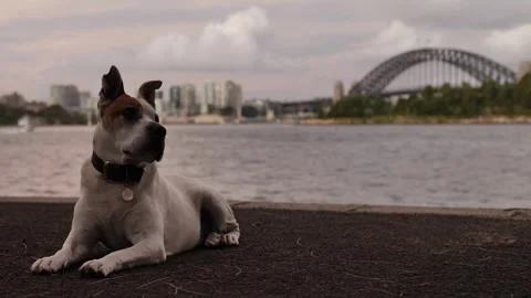Evening time a Staffy Cross sits with Sydney Harbour Bridge background 4K Stock Footage 240156236