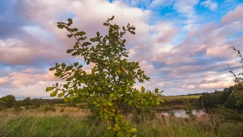 Evening timelapse of oak tree Stock Footage 76453668