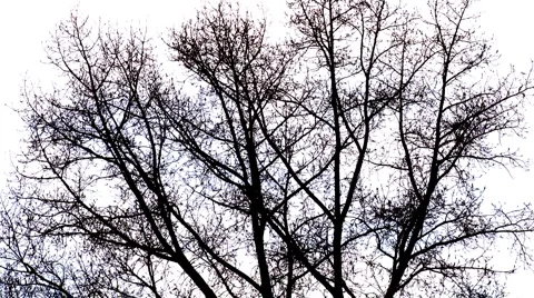 Evening tree and wind Stock Footage 4654739