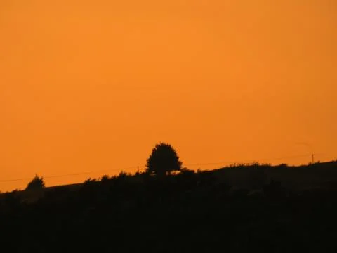 Evening Tree Landscape Stock Photos
