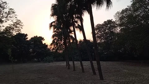 Evening trees Video stock 150312865