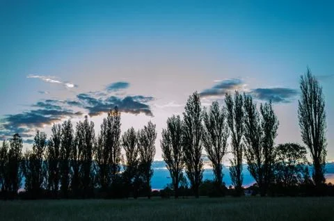 Evening trees Stock Photos