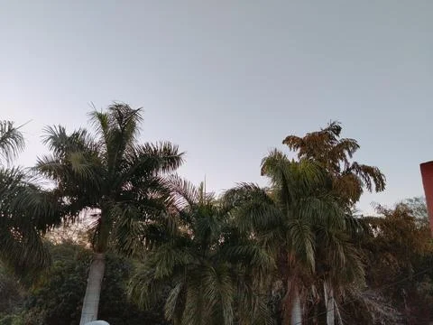 The evening Trees 写真素材