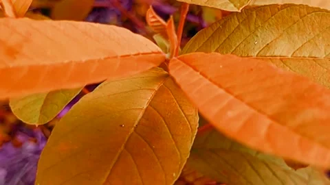 Evening twilight leaves Stock Footage 223325507
