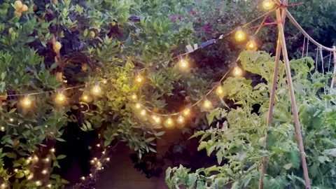 Evening twinkle lights in backyard Stock Footage 193612617