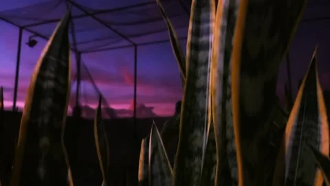 Evening view Stock Footage 175009484
