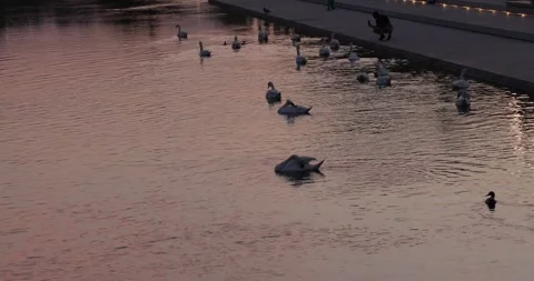 Evening view of a pond with swimming swans Stock Footage 337831336