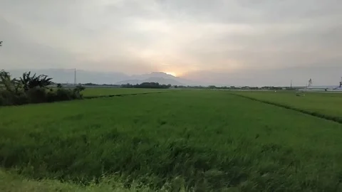 Evening view in the rice fields and sunset Stock Footage 219495192