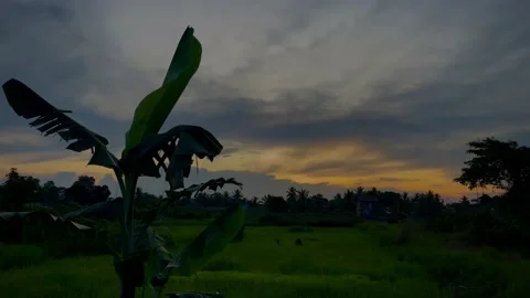 Evening view when Banana tree is sending the sun to sleep Stock Footage 232485629