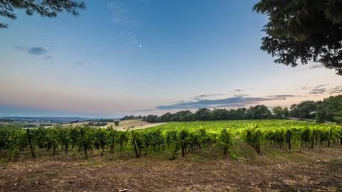 Evening in the vineyard Stock Photos