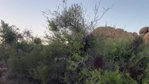 Evening Walk at Jumbo Rocks Vídeos de archivo 336220610