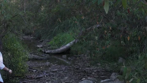 Evening Walk by Rocks and Stream at Warrandyte Park, Melbourne 스톡 동영상 331019096