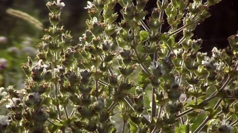 Evening walk through the meadows. Beautiful wildflowers. Stock Footage 72529757