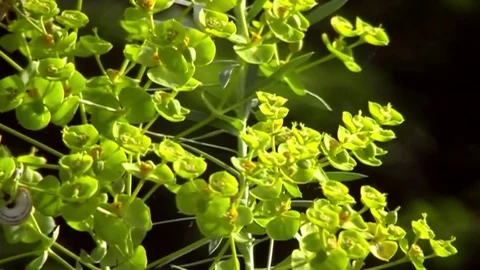 Evening walk through the meadows. Beautiful wildflowers. Stock Footage 72529759