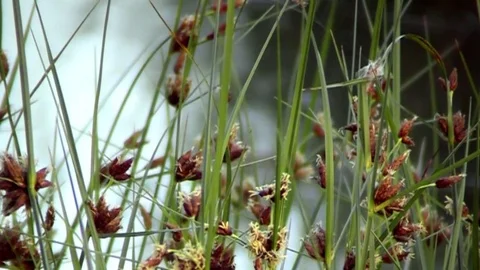 Evening walk through the meadows. Beautiful wildflowers. Stock Footage 72529822