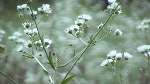 Evening walk through the meadows, wildflowers Stock Footage 67358311