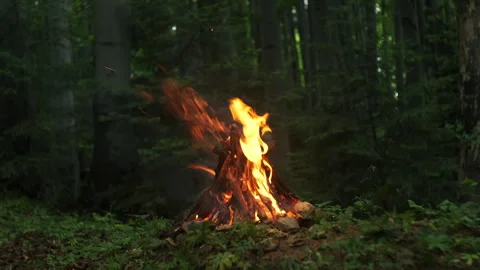 Evening warm campfire. Fire burning in green forest in spring time Stock Footage 330678046