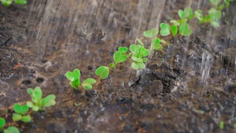 Evening watering of a bed with growing young radish sprouts Stock Footage 199743471