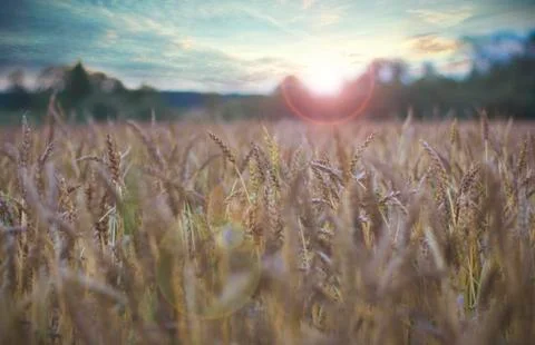 Evening wheat field Stock Photos