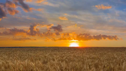 Evening wheat field time lapse scene Stock Footage 266129936