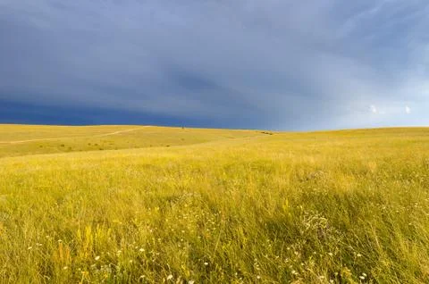 Evening on the wild field Stock Photos