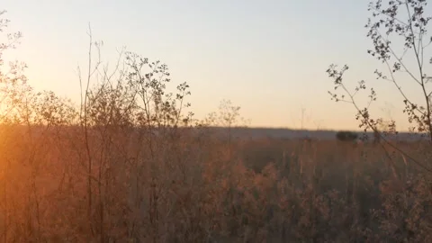 Evening Wildfield Stock Footage 252523771