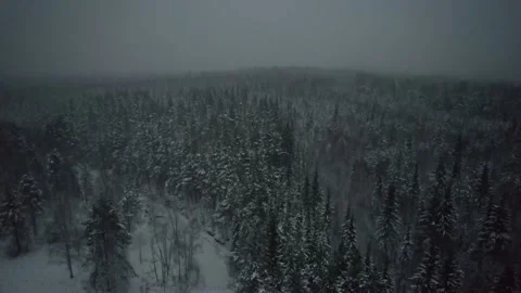 Evening winter forest with a bird's eye view Video stock 225080921