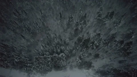 Evening winter forest with a bird's eye view Video stock 225080973