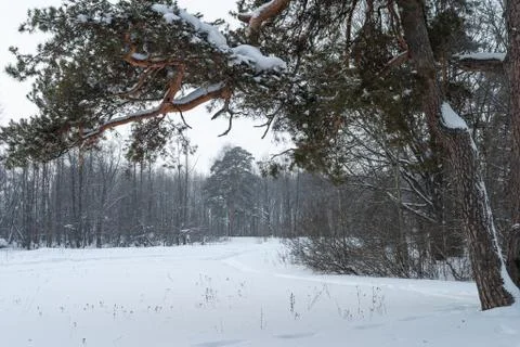 The evening winter forest, in cloudy day at sunset Stock Photos