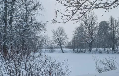 The evening winter forest, in cloudy day at sunset Stock Photos