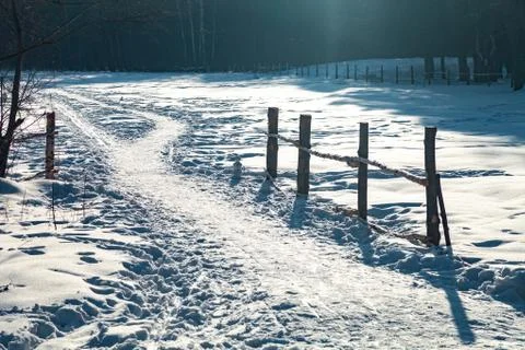 The evening winter forest, in cloudy day at sunset Stock Photos