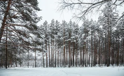 The evening winter forest, in cloudy day Stock Photos
