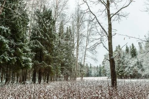 The evening winter forest, in cloudy day Stock Photos