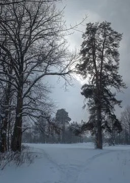 The evening winter forest, in cloudy day at sunset Stock Photos