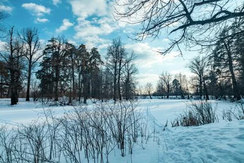 The evening winter forest, in cloudy day at sunset Stock Photos