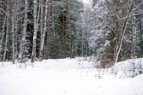 Evening winter forest Stock Photos