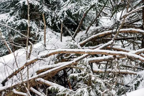 Evening winter forest Foto stock