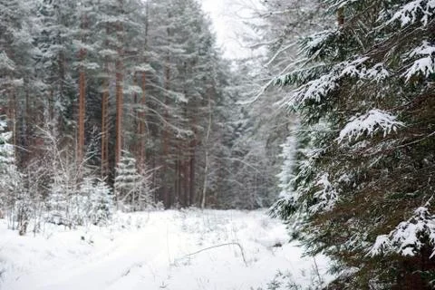 Evening winter forest Stock Photos