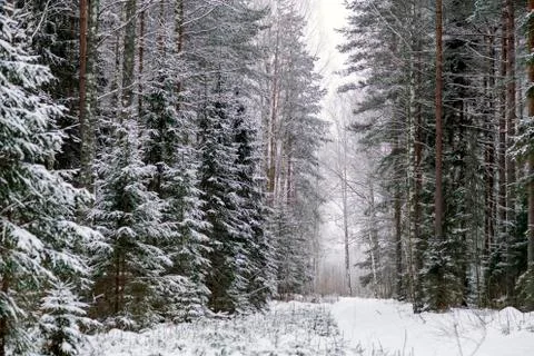 Evening winter forest Stock Photos