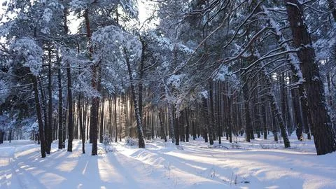 Evening in the winter forest Stock Photos