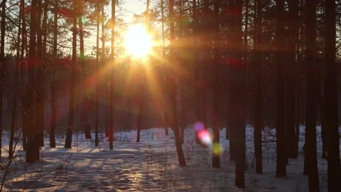 Evening in the winter forest. Sounds of forest birds. Stock Footage 238980751