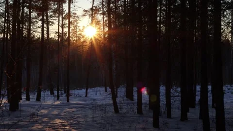 Evening in the winter forest. Time Lapse. Видео 238982488