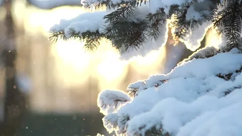 Evening in the winter park. Stock Footage 165744536